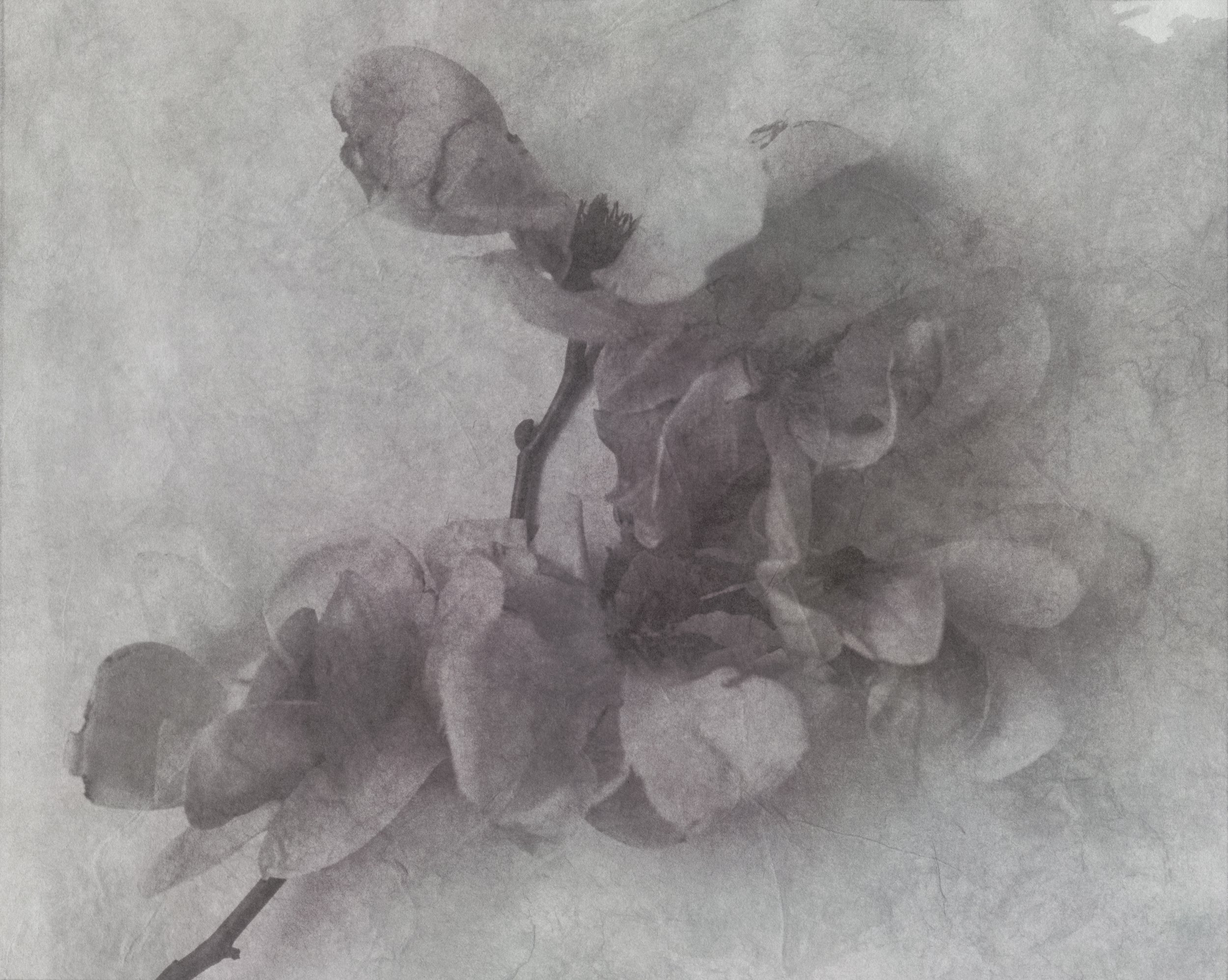 Magnolia 12 #3