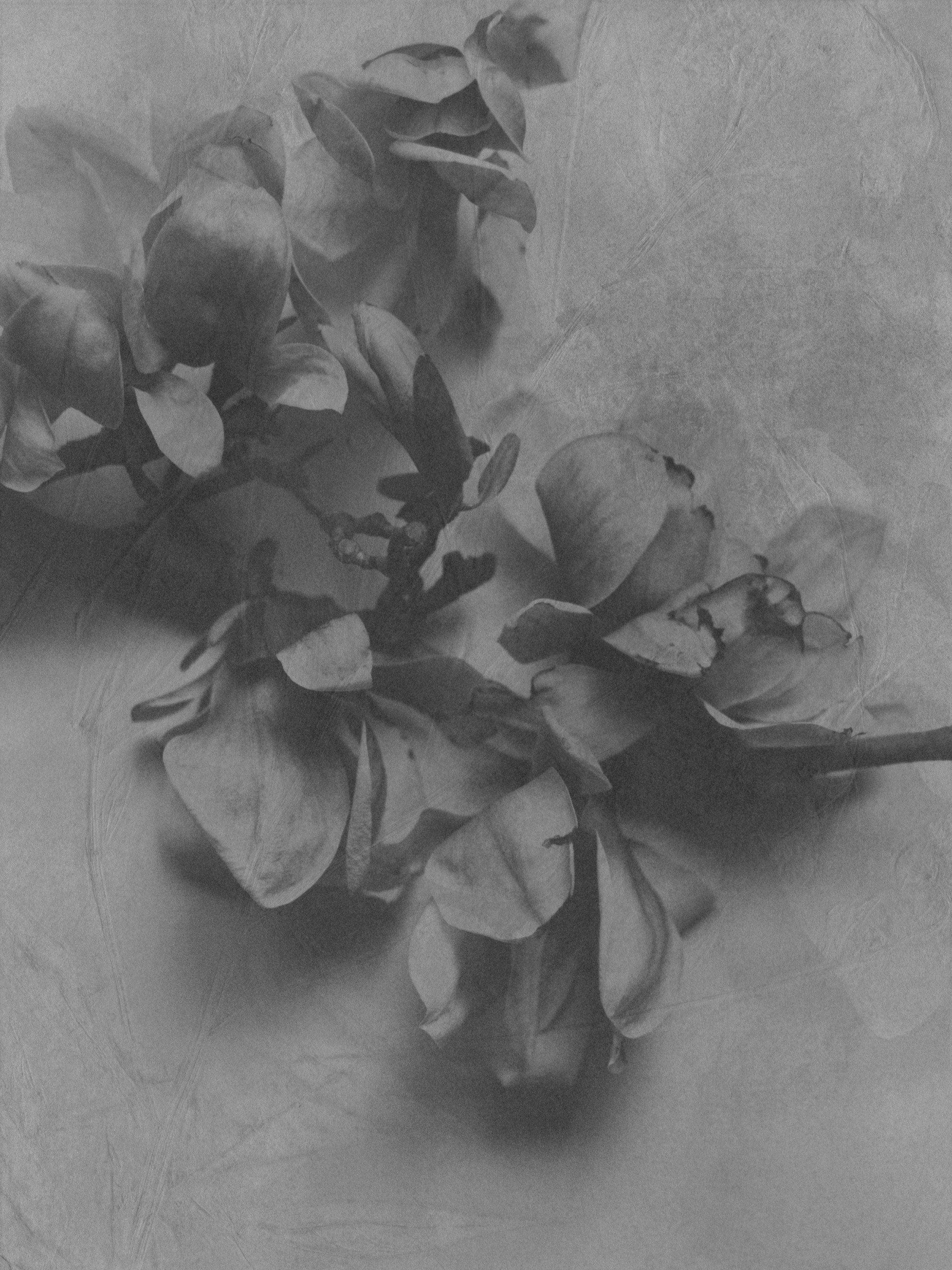 Magnolia 11_Right #1