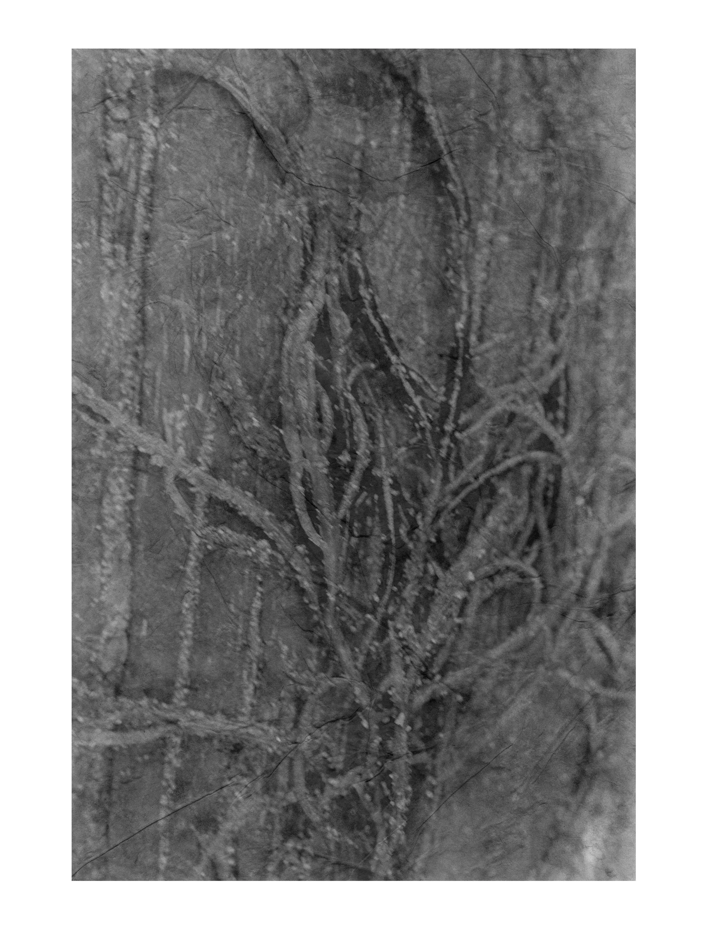 Driftwood #25    #275
