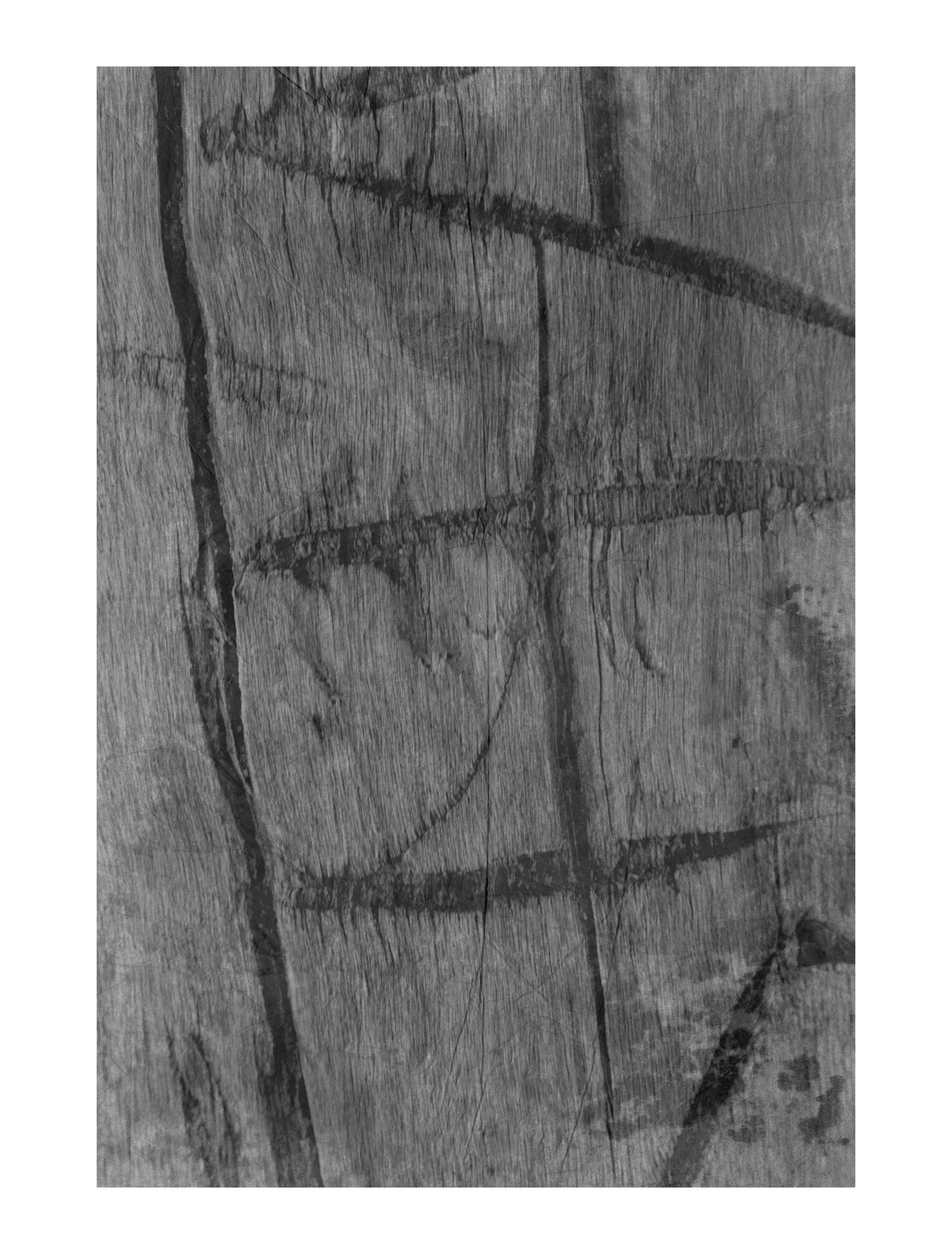 Driftwood #8