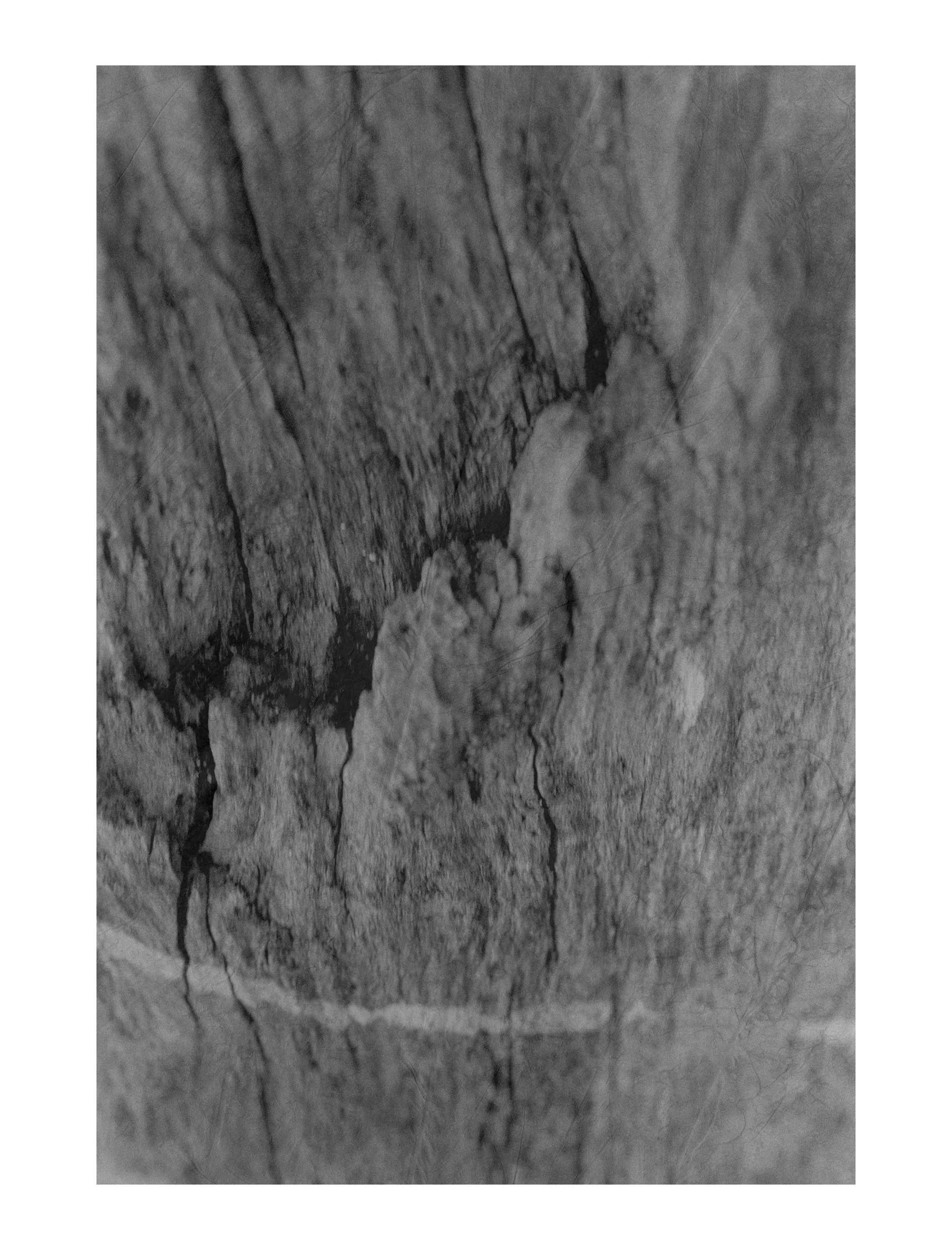 Driftwood #4   $275 