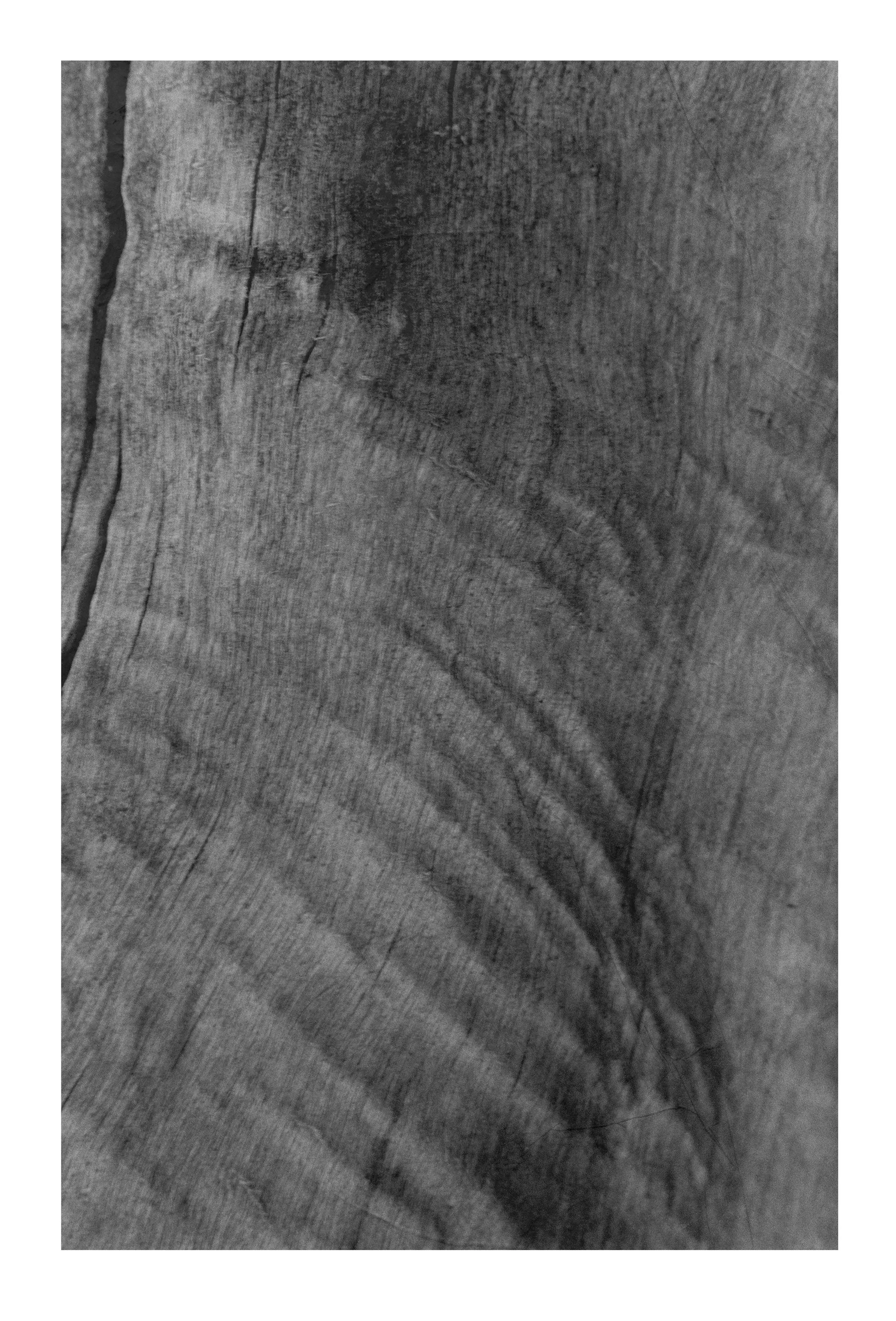 Driftwood #7  Large  $350