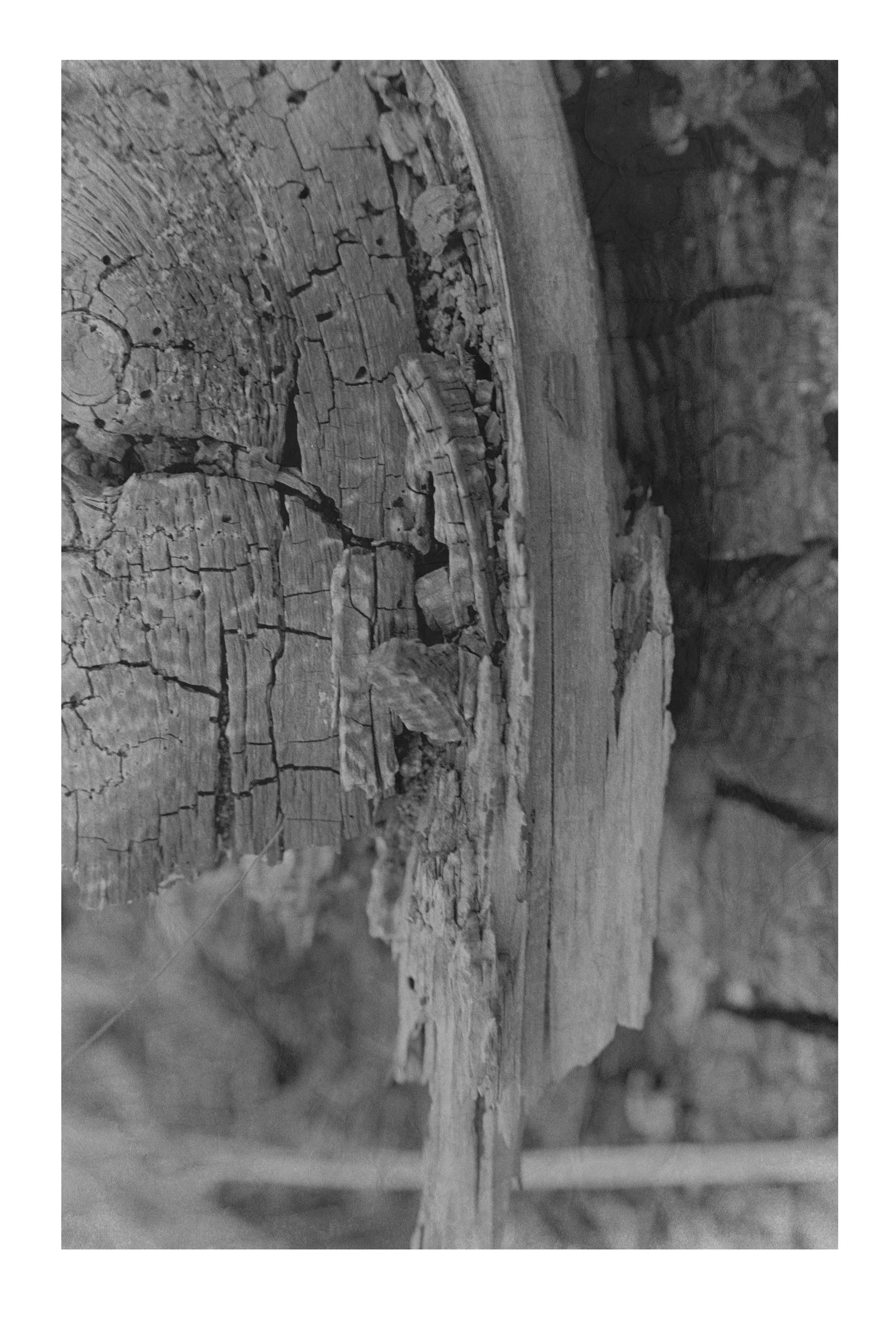Driftwood #30  Large   $350