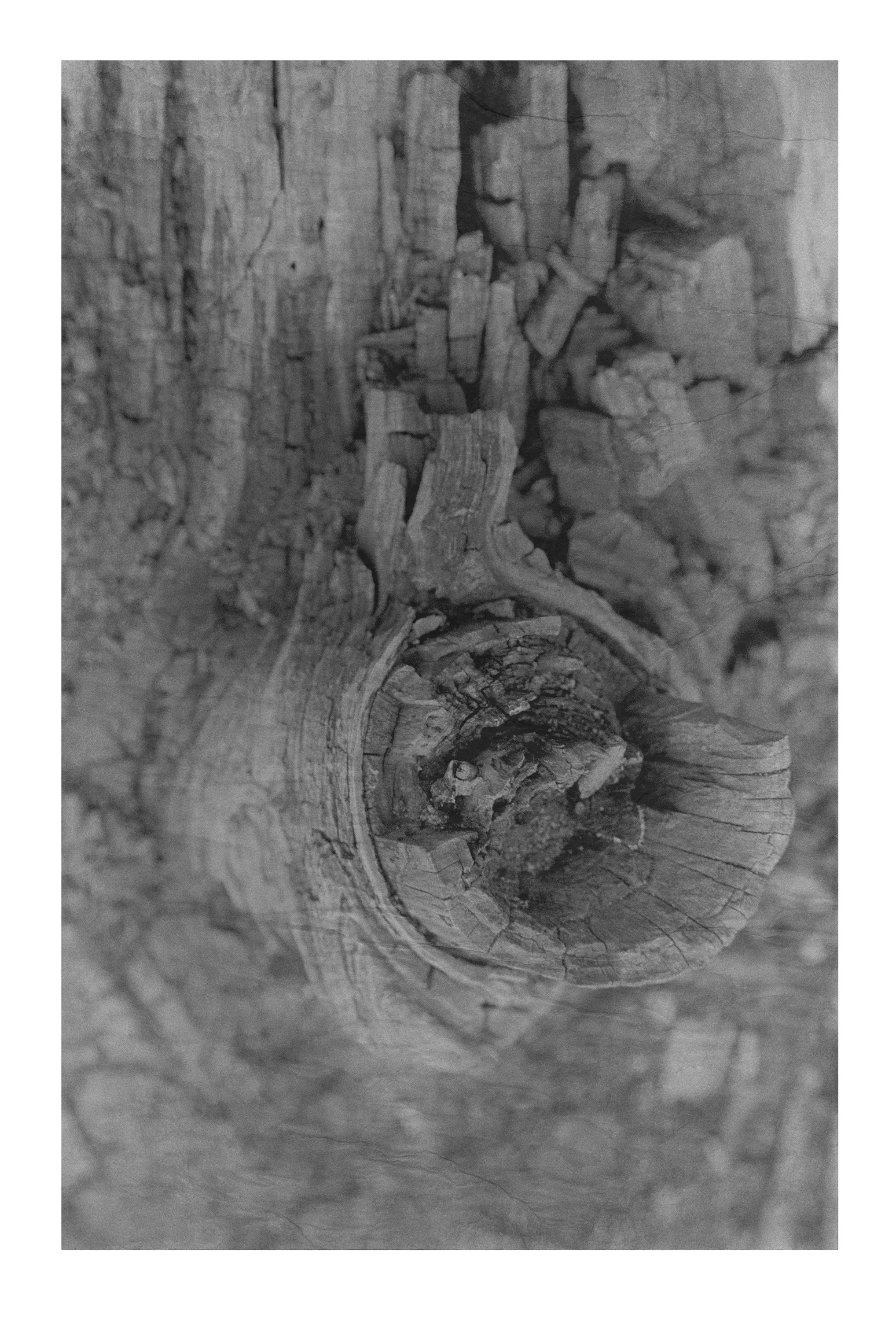 Driftwood #28  Large   $350