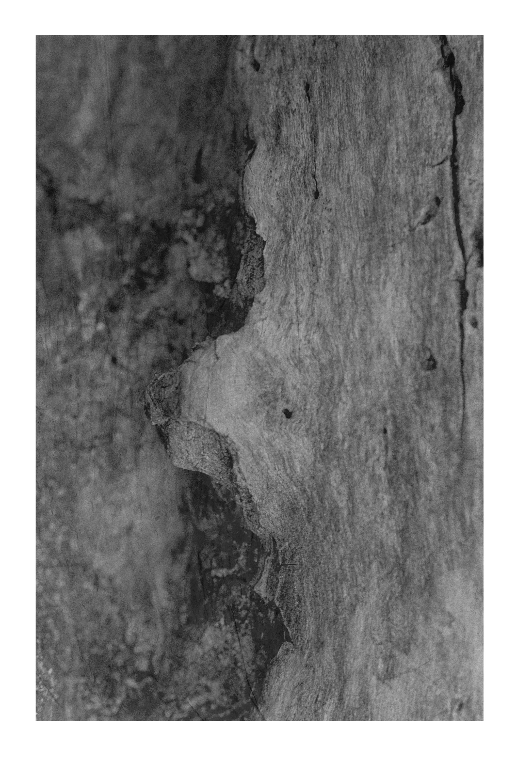 Driftwood #20  Large   #350