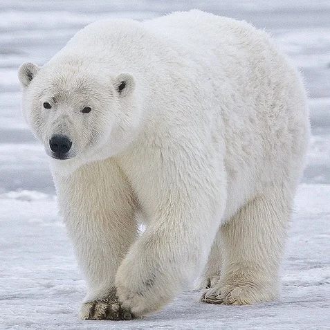 Polar_Bear_-_Alaska_%28cropped%29.jpg
