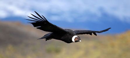 Patagonia-Wildlife-LgHoriz_preview.jpeg