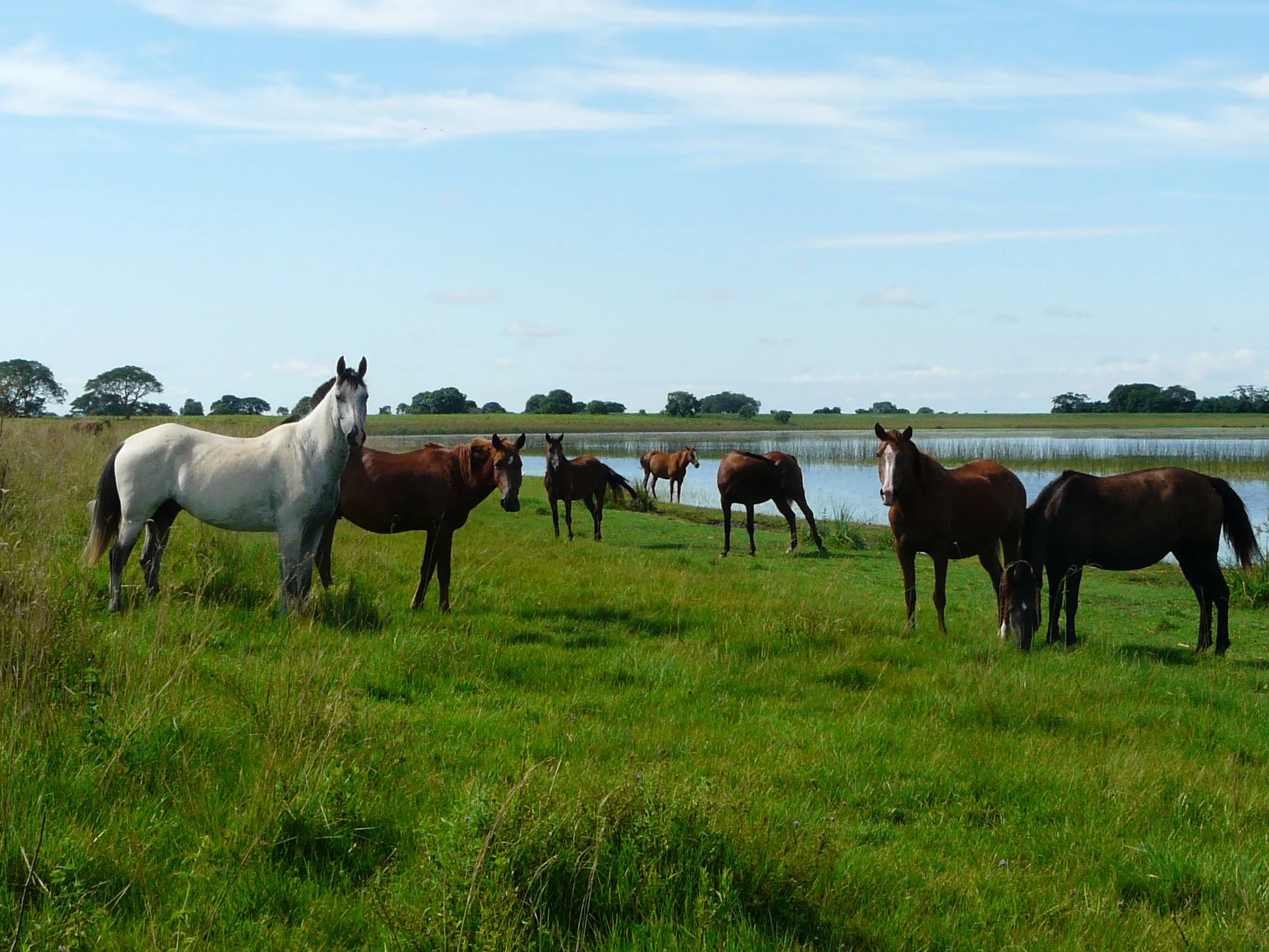 Ibera Horses 2.JPG