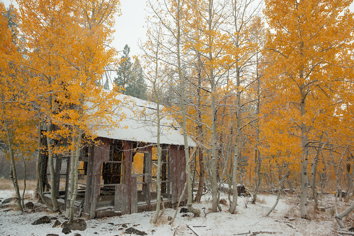 Shack in the Aspens 4.jpg