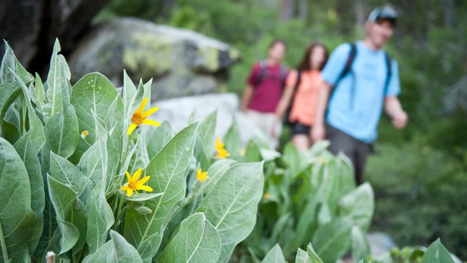 Hiking with local wildflowers, photo from Squaw