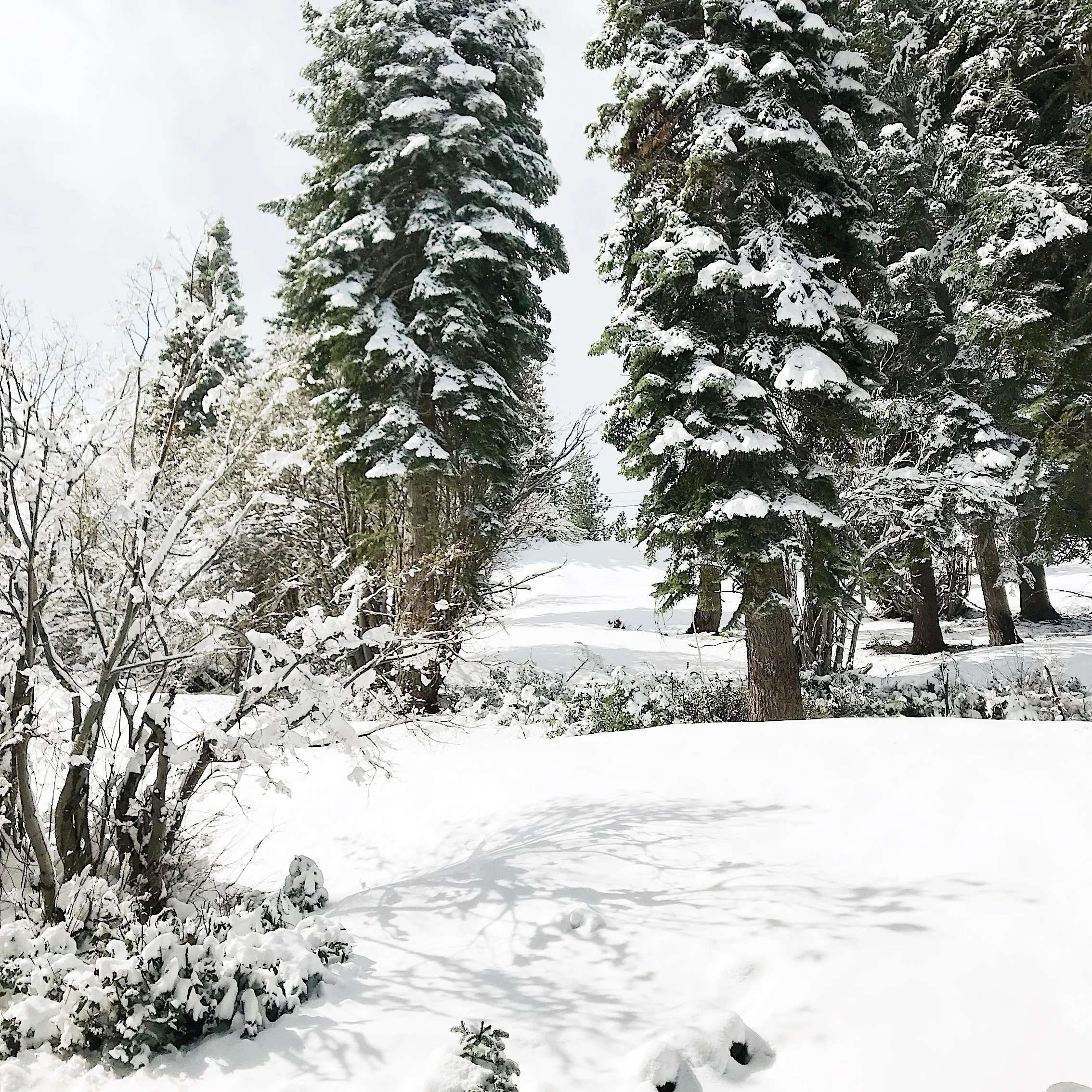 Photo taken May 19th in Tahoe Donner.