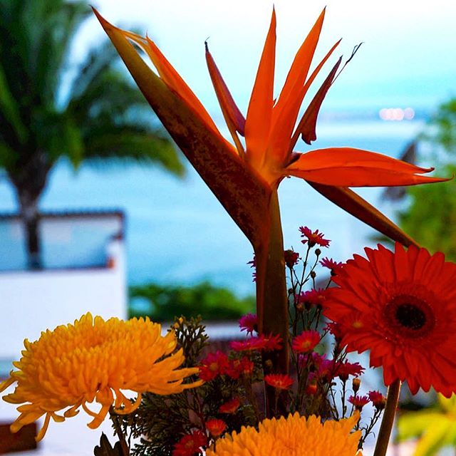 Come get your fresh flower and ocean view fix. Enjoy some time in paradise, you deserve it!