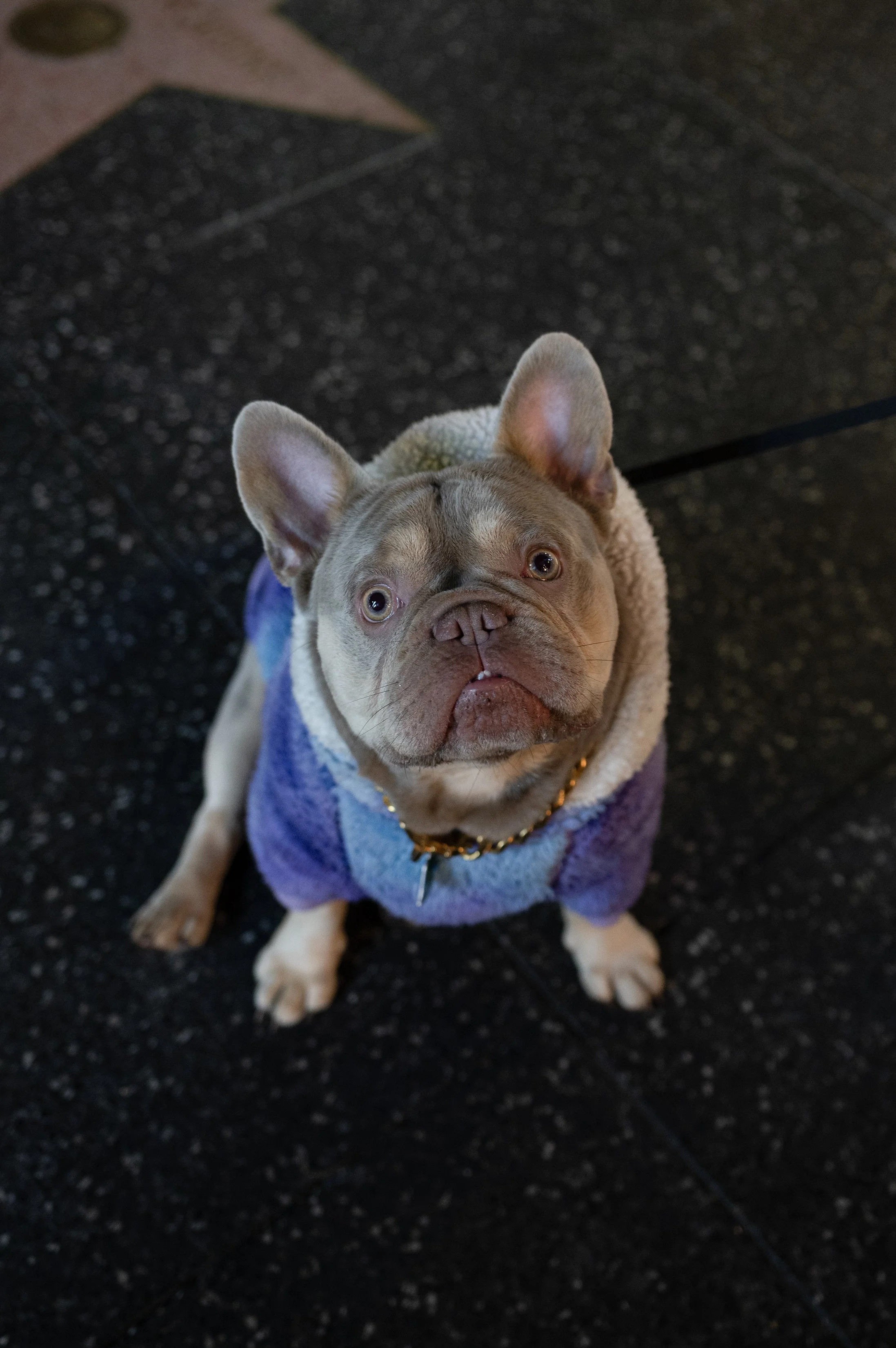 Dog .jpg