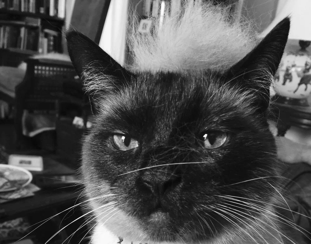 TJ: The Jerk, 2016