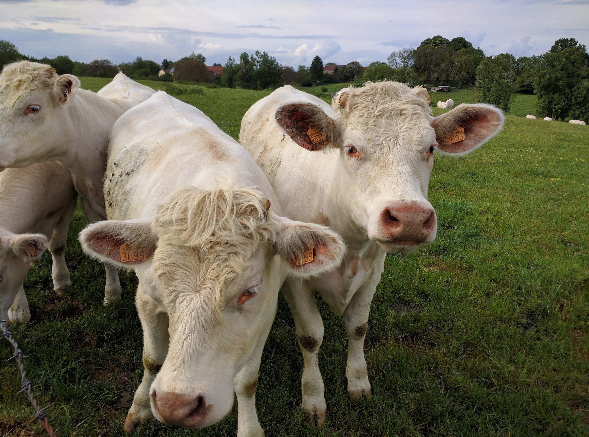 French Cows