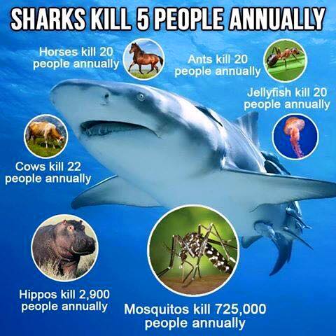sharkfact.jpg