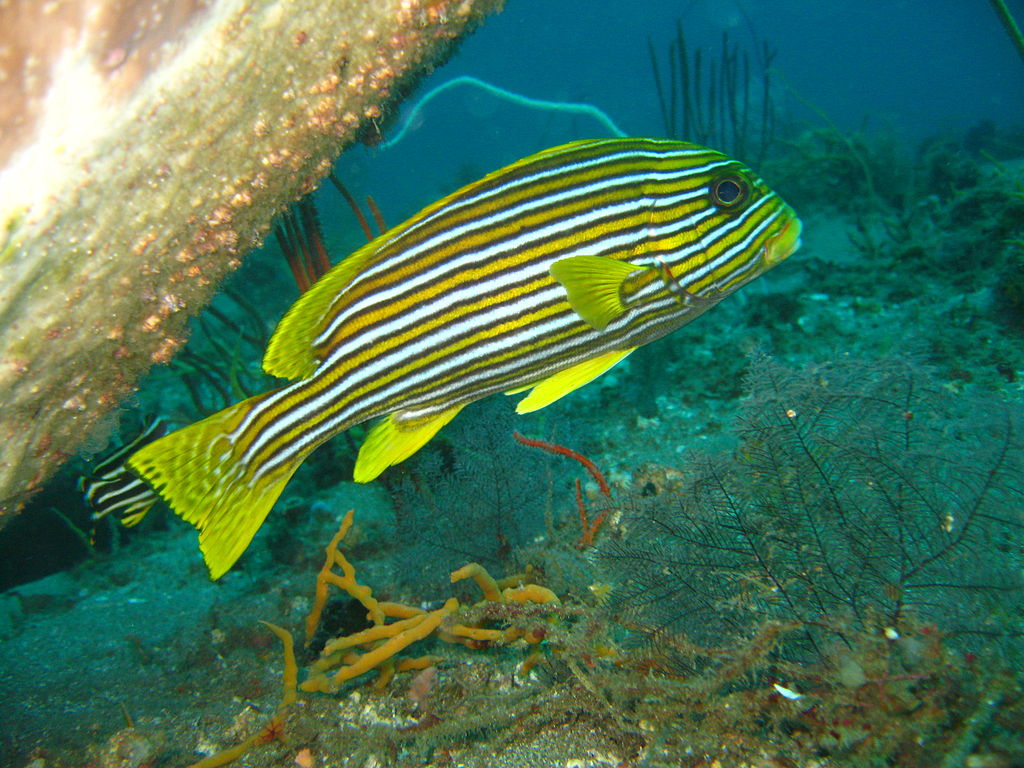 Plectorhinchus_polytaenia.jpg