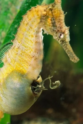 seahorse.jpg