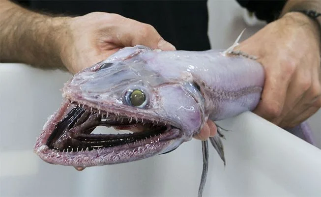 lizard-fish.jpg