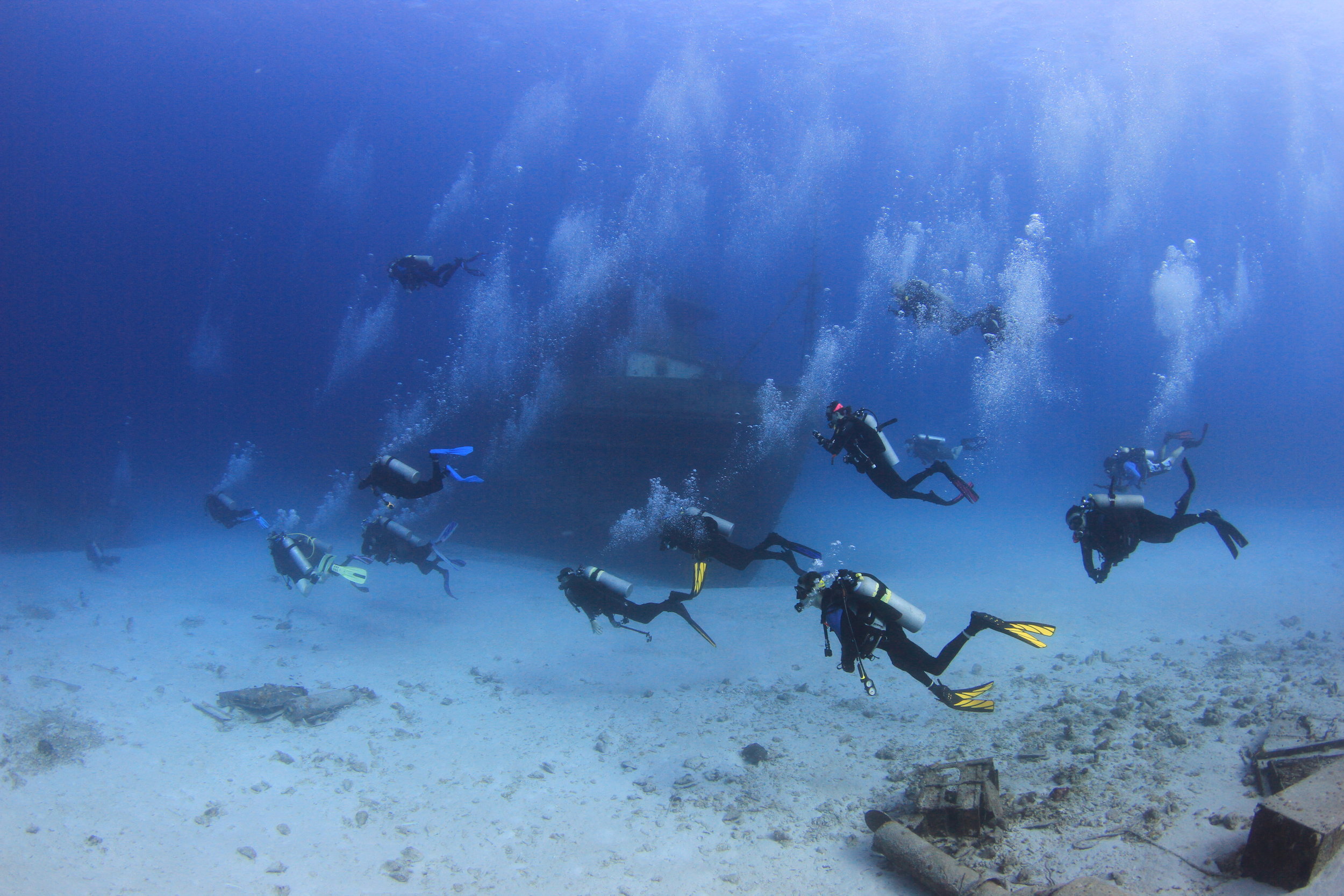 Baby Shark Facts — Coral Key Scuba and Travel Denver