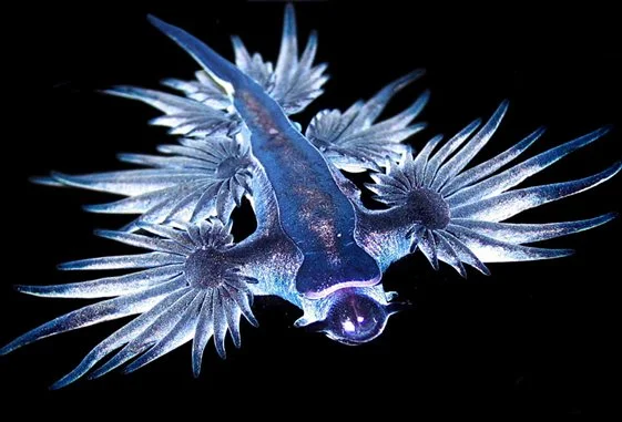 Glaucus Atlanticus 2.jpg