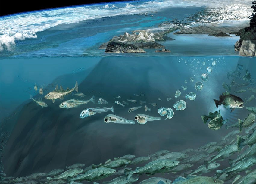 Marine ecology image.png
