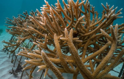 Coral id.jpg