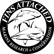 Fins attached black.png