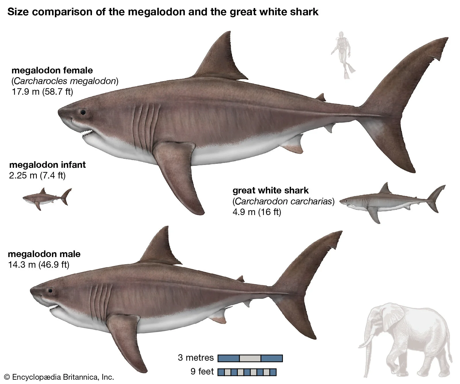Real Megalodon Shark Size