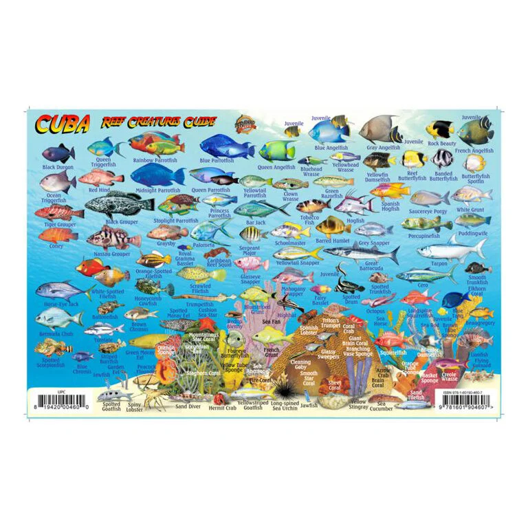 Cuba Fish Species CUBA SALTWATER FISHING Destinations Fishing
