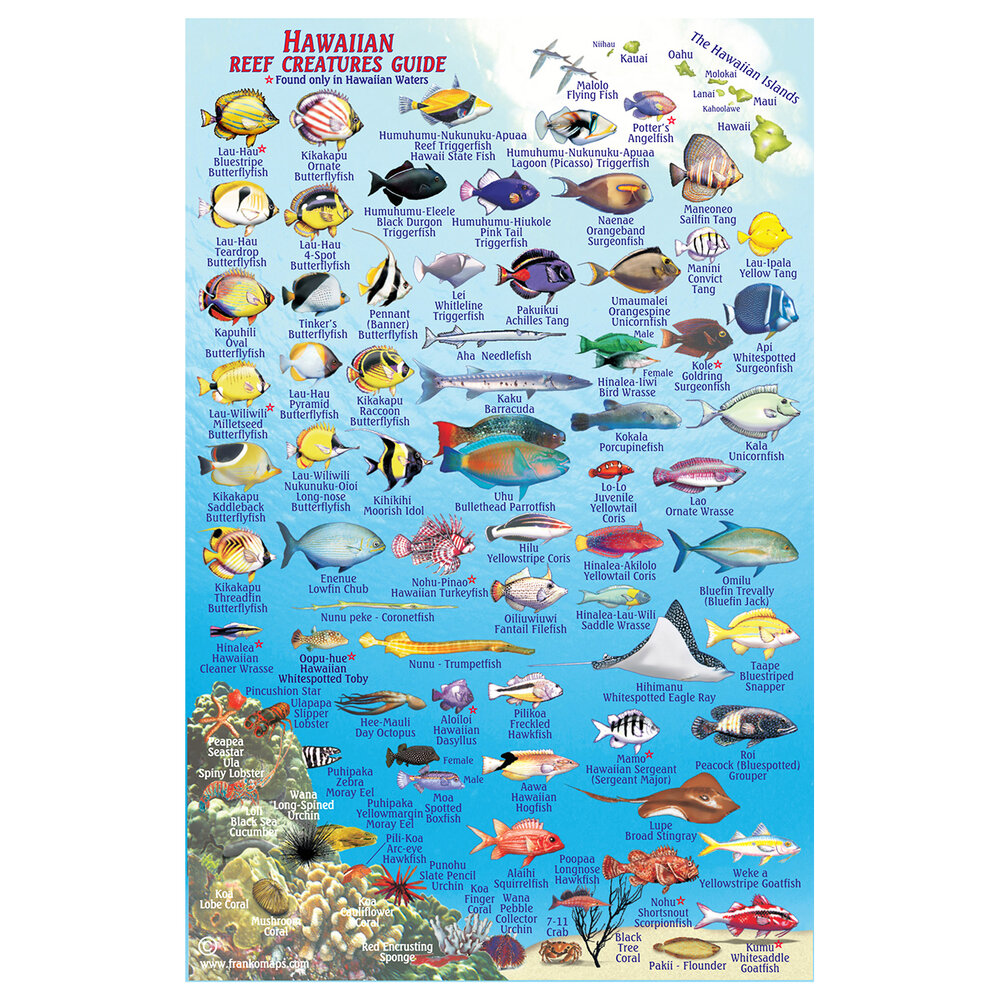 Marine Sports Mini Fish ID Reefcombers Pocket Guide - Scuba Diving In  Miami, FL