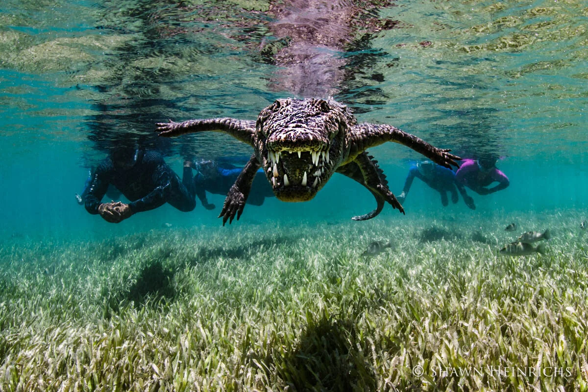 Diving with Crocodiles... — Coral Key Scuba and Travel Denver