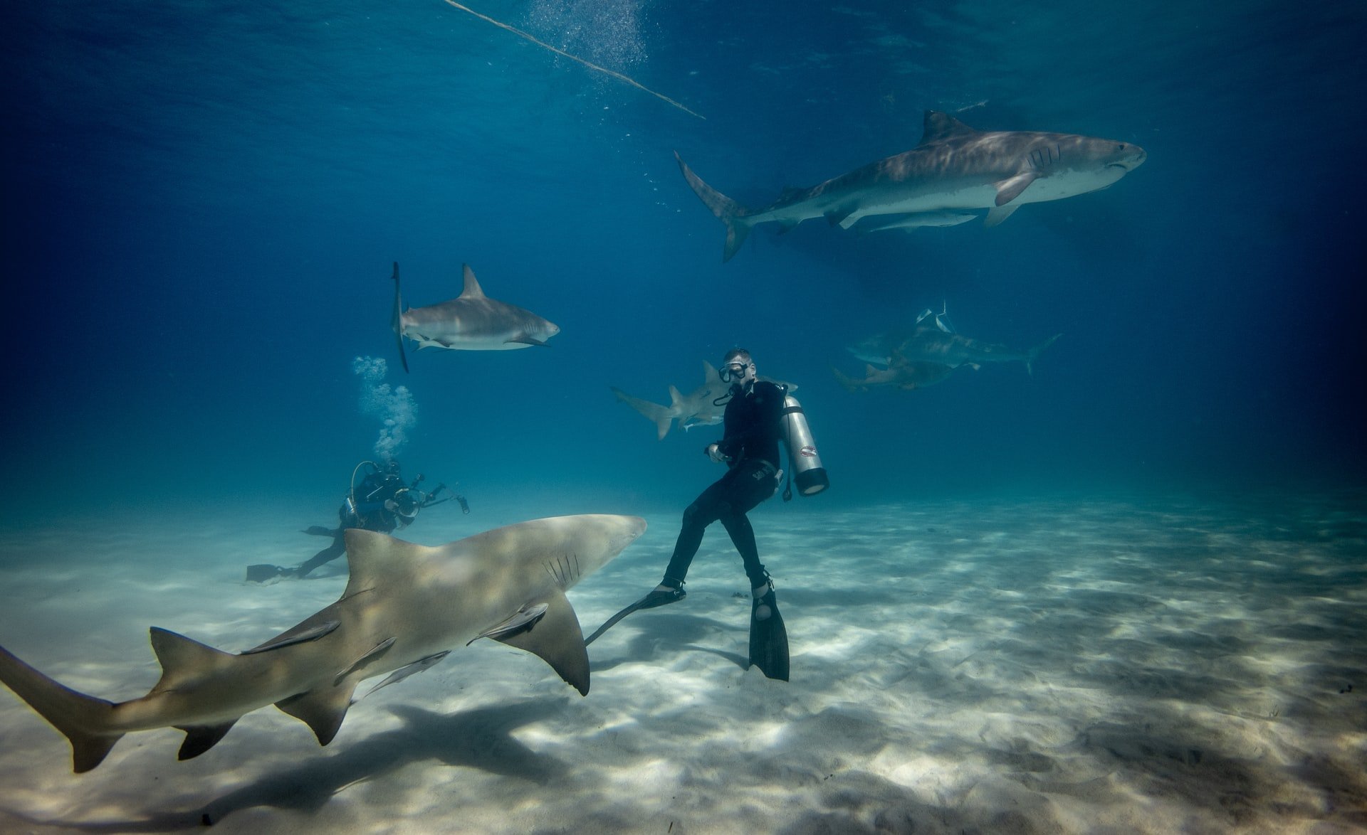 Baby Shark Facts — Coral Key Scuba and Travel Denver