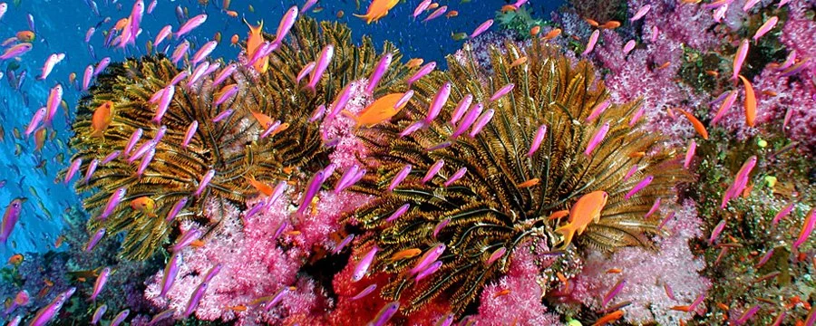 ret000029_fiji_006.jpg
