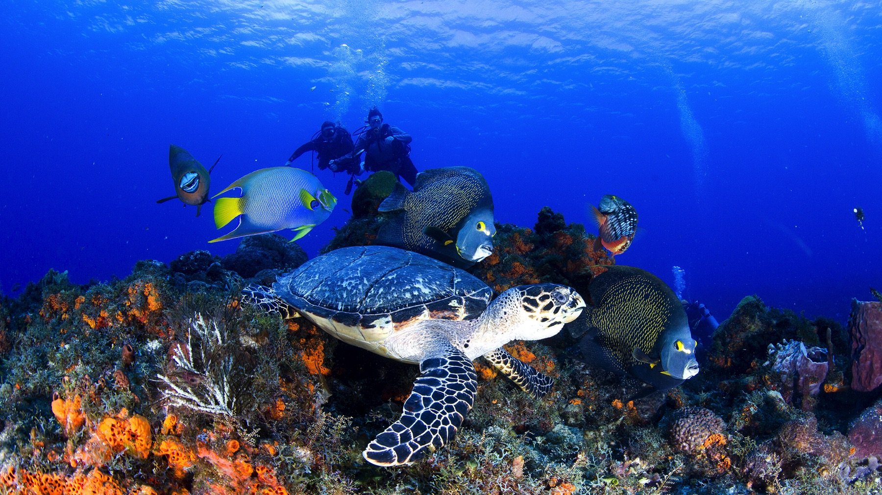 diving-in-cozumel.jpg