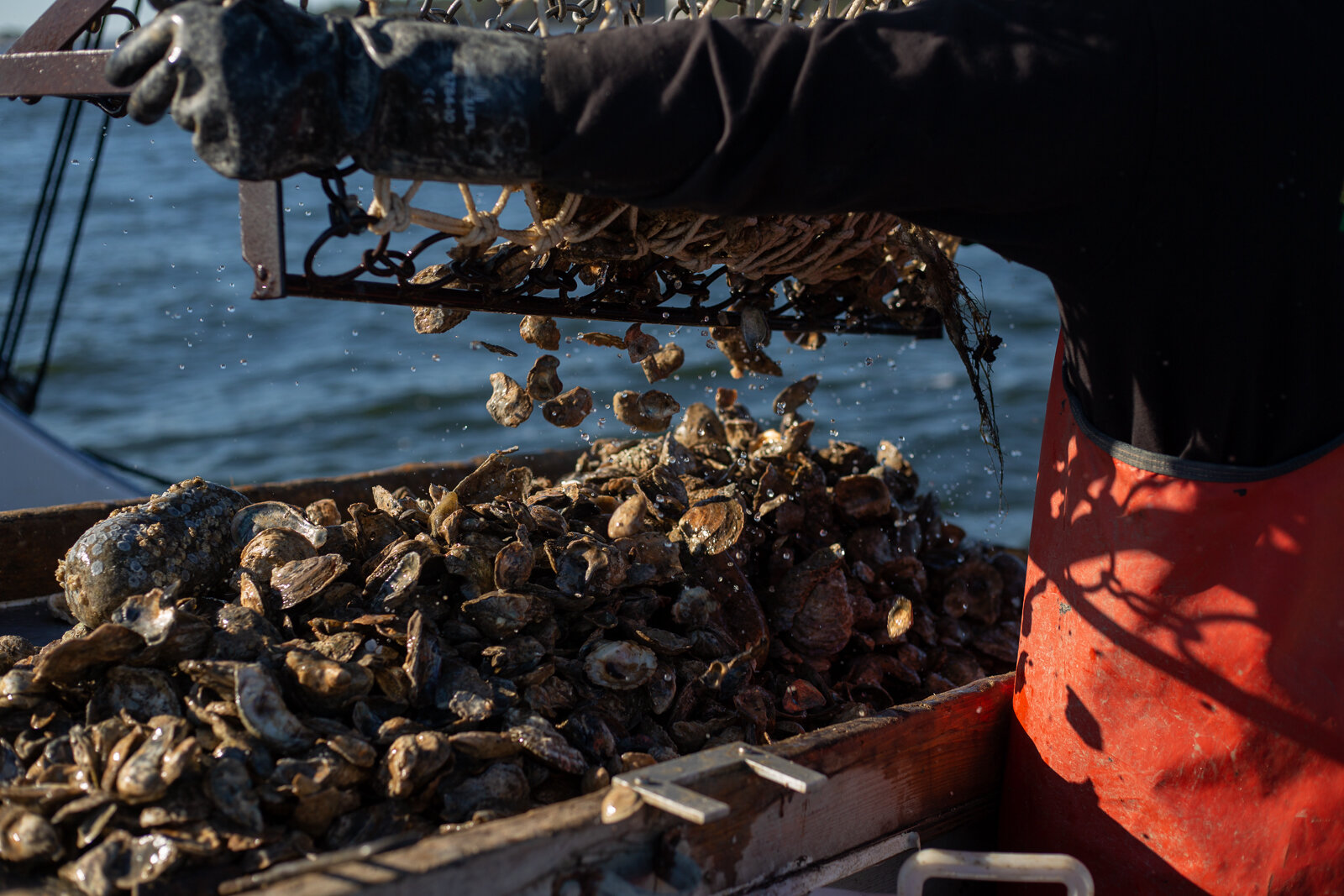  Captain Dale "Simon" Dean of Patuxent River Seafood dumping a catch of oysters onto his work station during a day of oystering, Wednesday, Nov. 7, 2018 in Solomon Island, MD. As a part of the Dock to Dish nonprofit program, this local waterman suppl