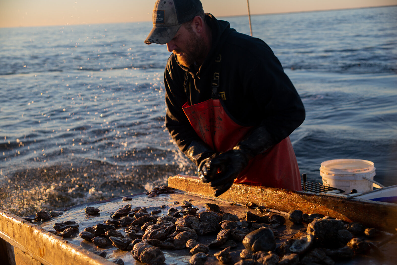  Captain Dale "Simon" Dean of Patuxent River Seafood surveying a catch of oysters  to determine which to throw back to the water during a day of oystering, Wednesday, Nov. 7, 2018 in Solomon Island, MD. As a part of the Dock to Dish nonprofit program