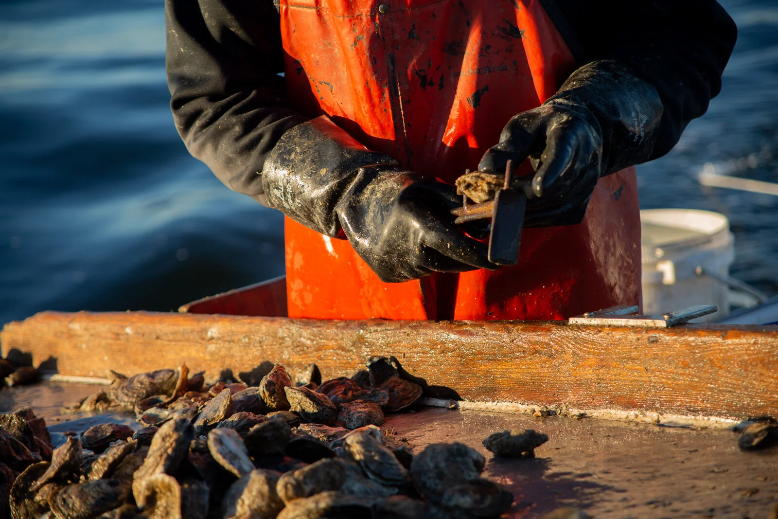  Captain Dale "Simon" Dean of Patuxent River Seafood  meauring a recently caught oyster to determine if it is large enough to sell  during a day of oystering, Wednesday, Nov. 7, 2018 in Solomon Island, MD. As a part of the Dock to Dish nonprofit prog