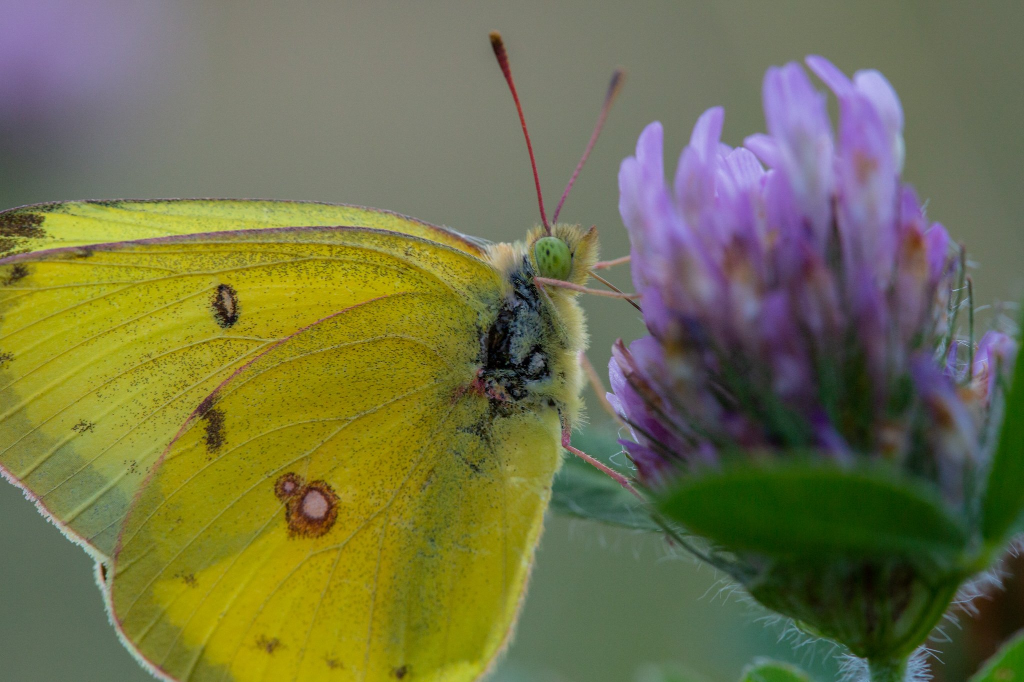  A Clouded sulphur butterfly (Colias philodice) rests on a flower. 