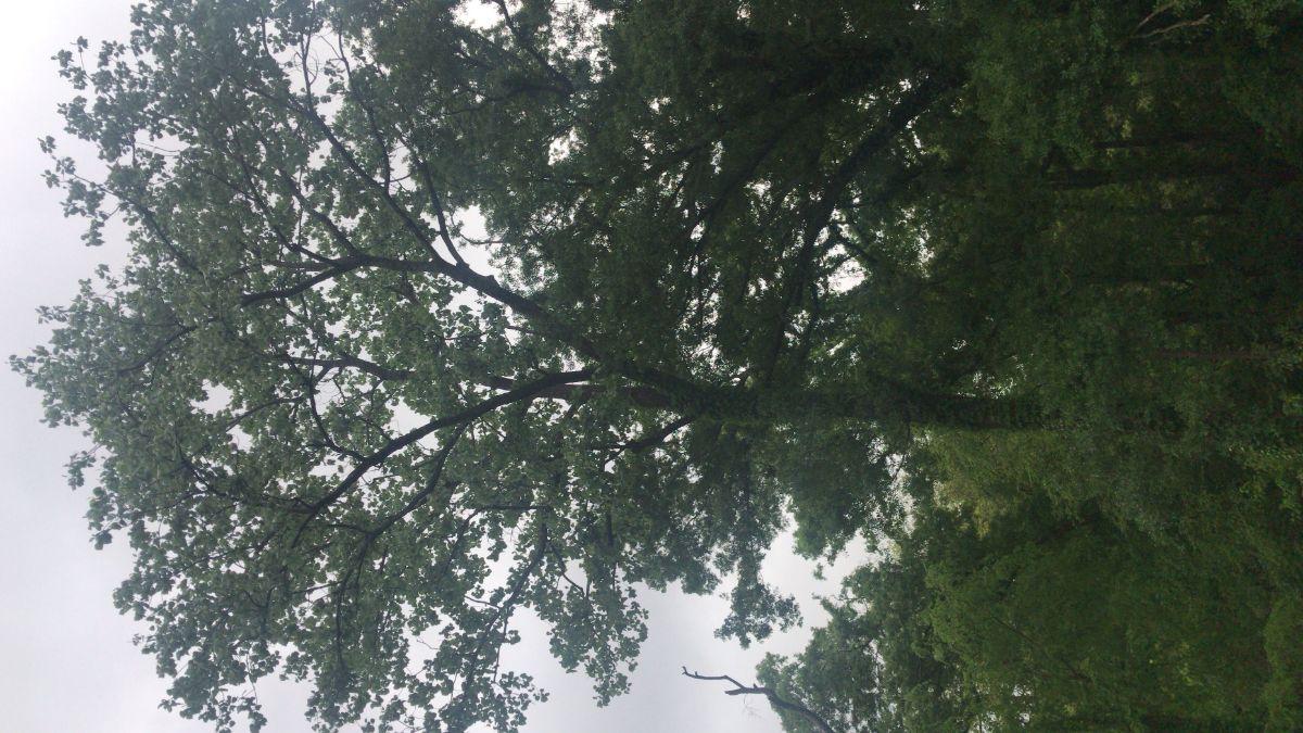 The Shakti Shine - April 22nd, 2019