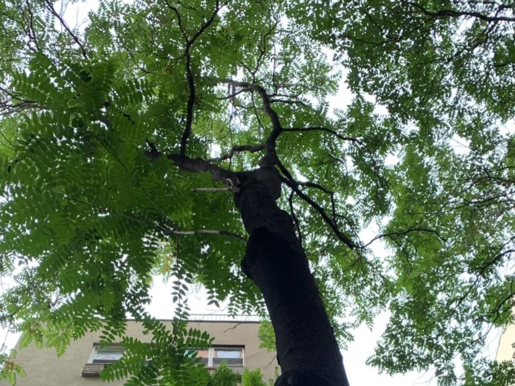 The Shakti Shine - August 19, 2019