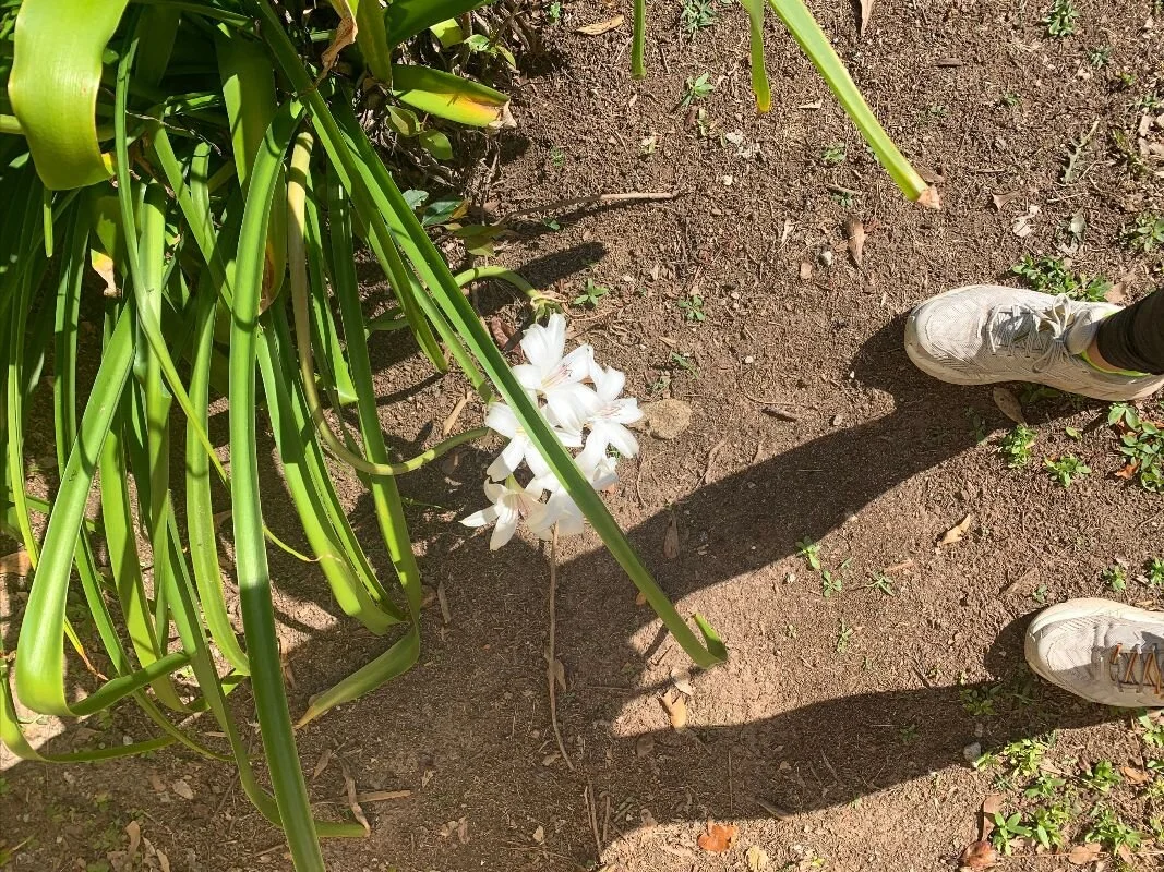 The Shakti Shine - May 11th, 2020