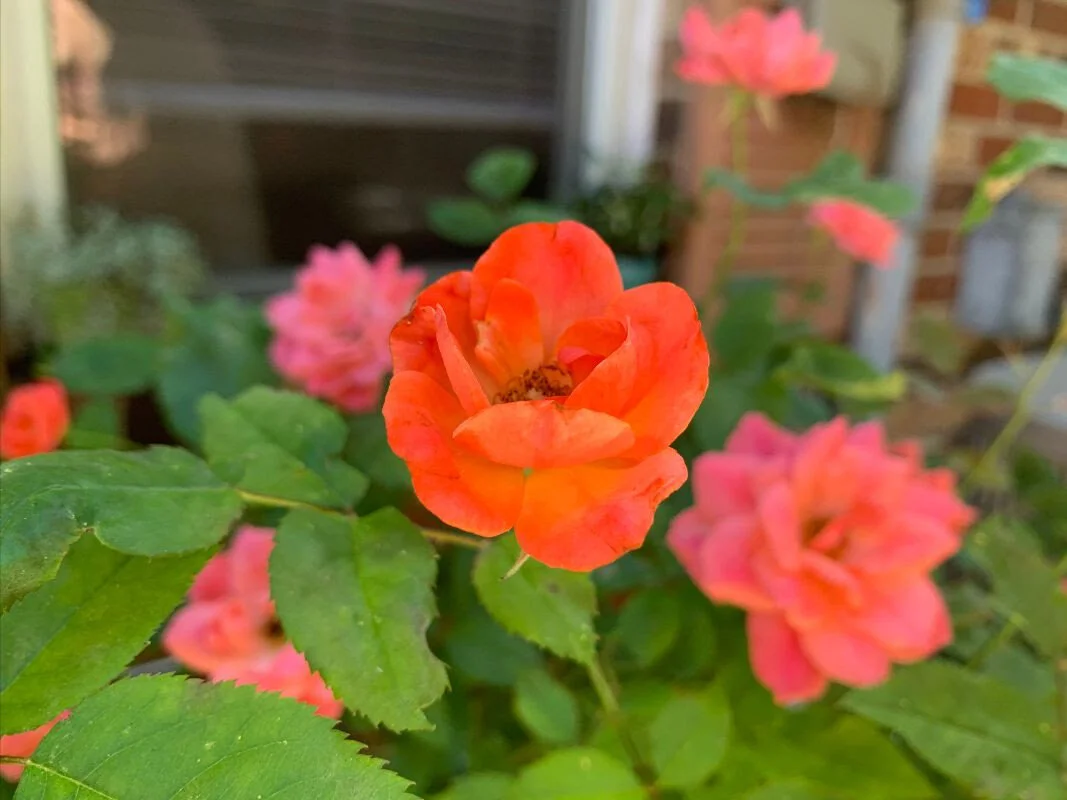 The Shakti Shine - June 15, 2020