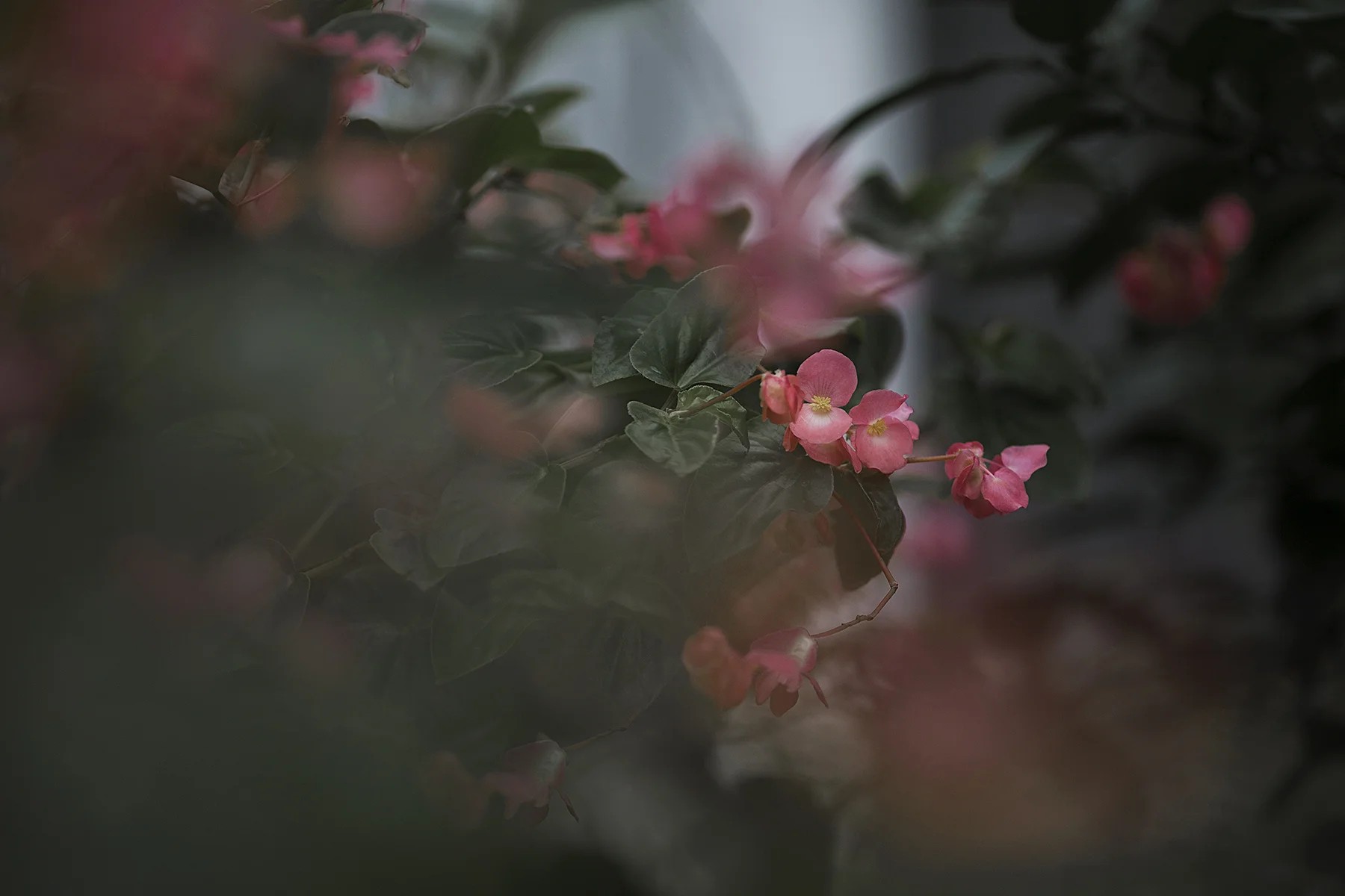 Anna Scripps Whitcomb 