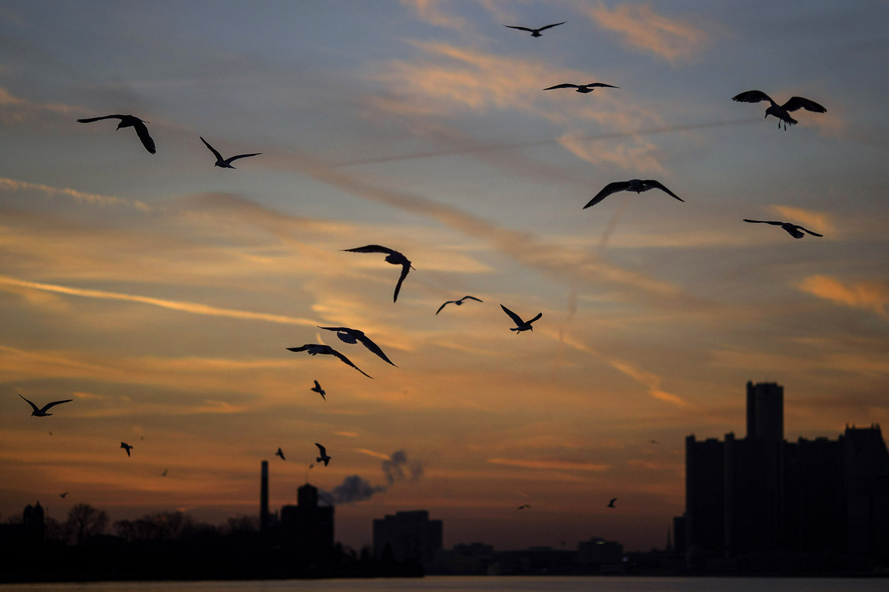 Birds - 05.JPG