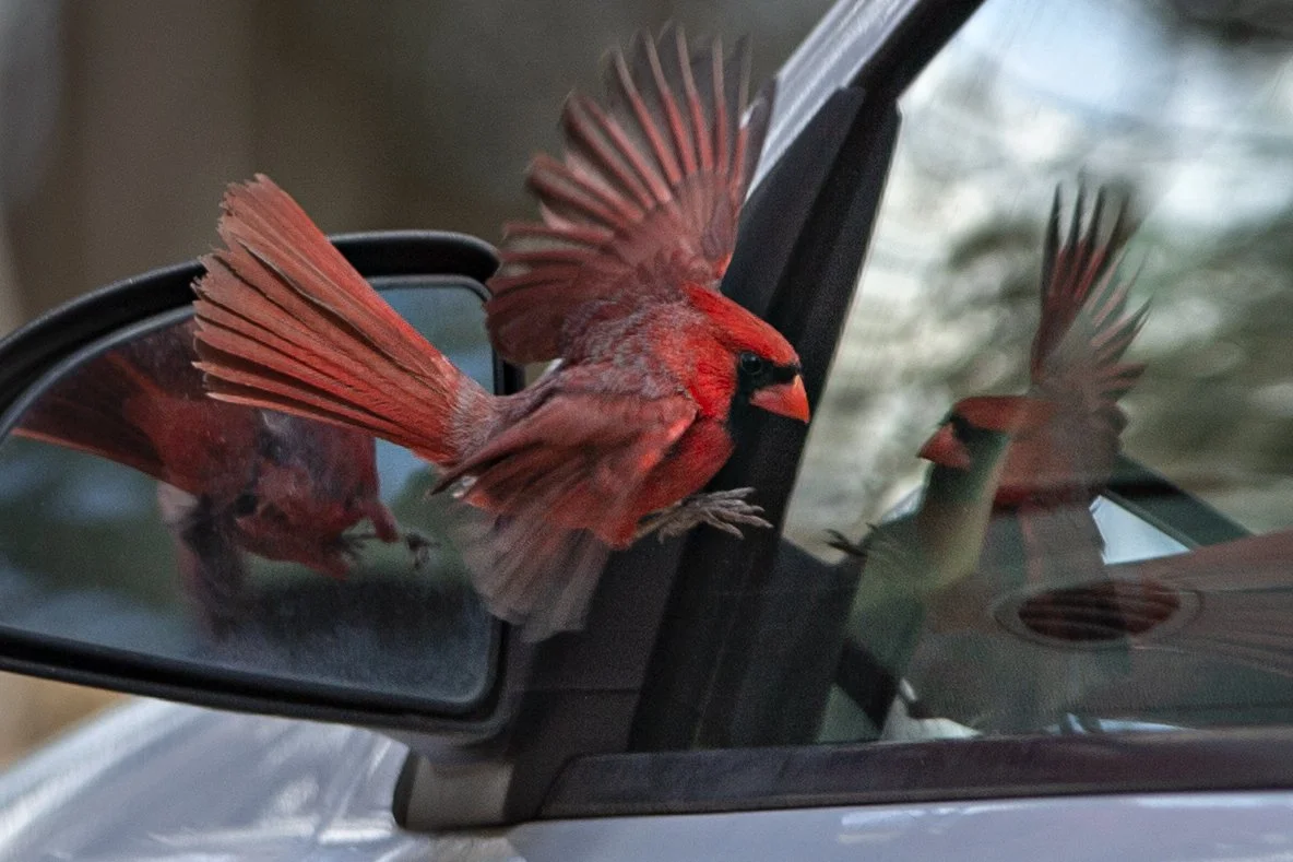 Narcissus the Cardinal