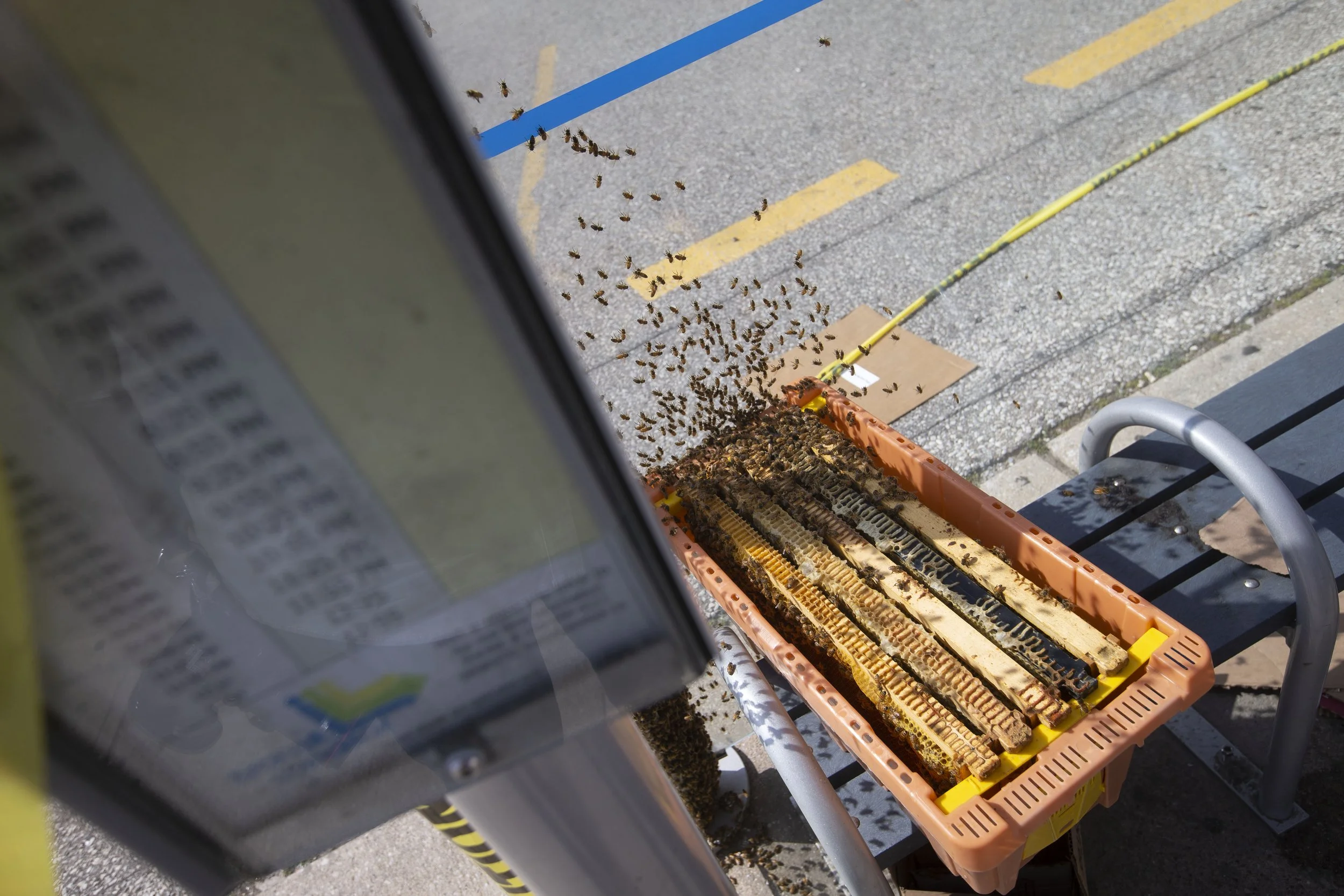 Bees - 04.jpg