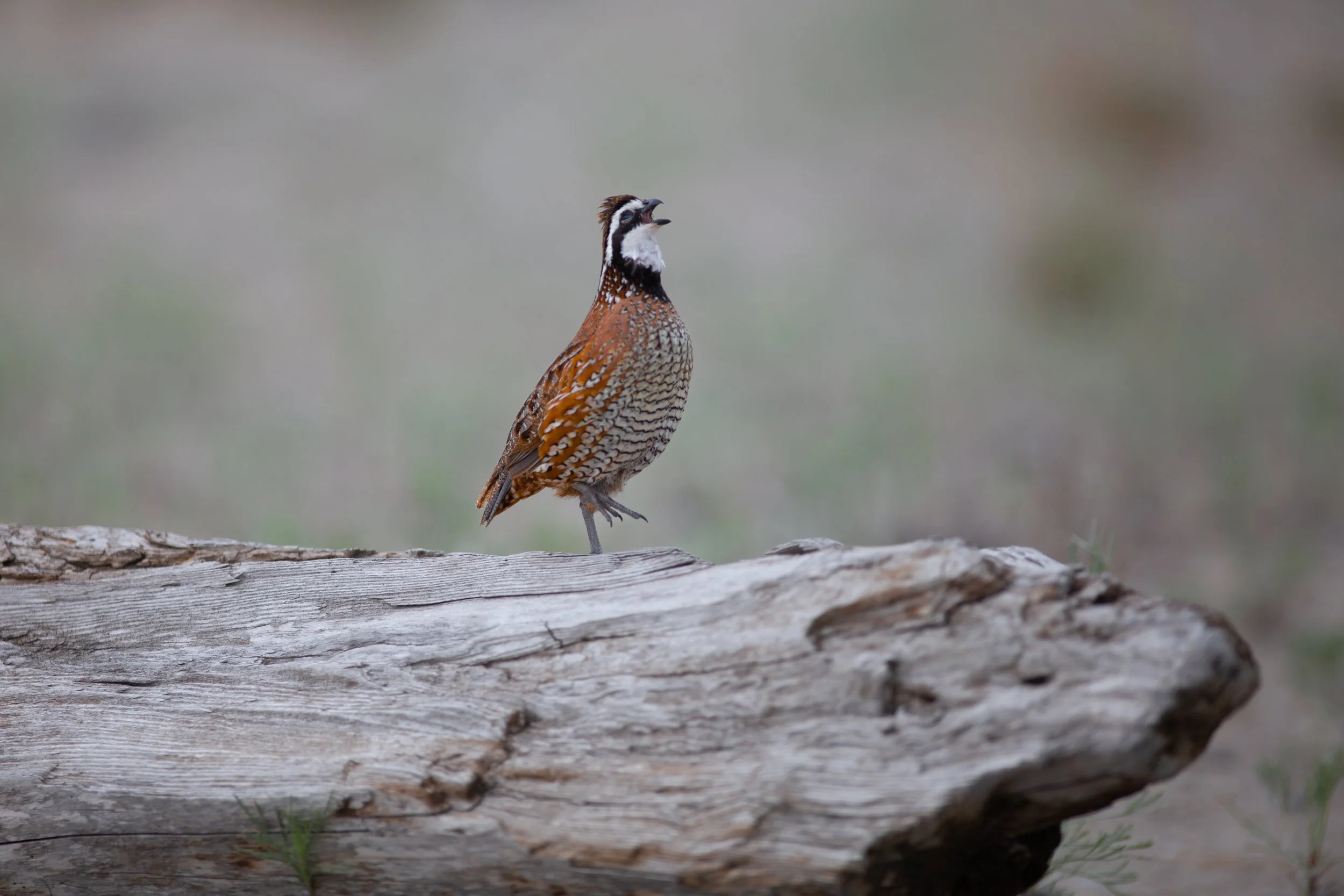 The Bobwhite of Rondeau Provincial Park
