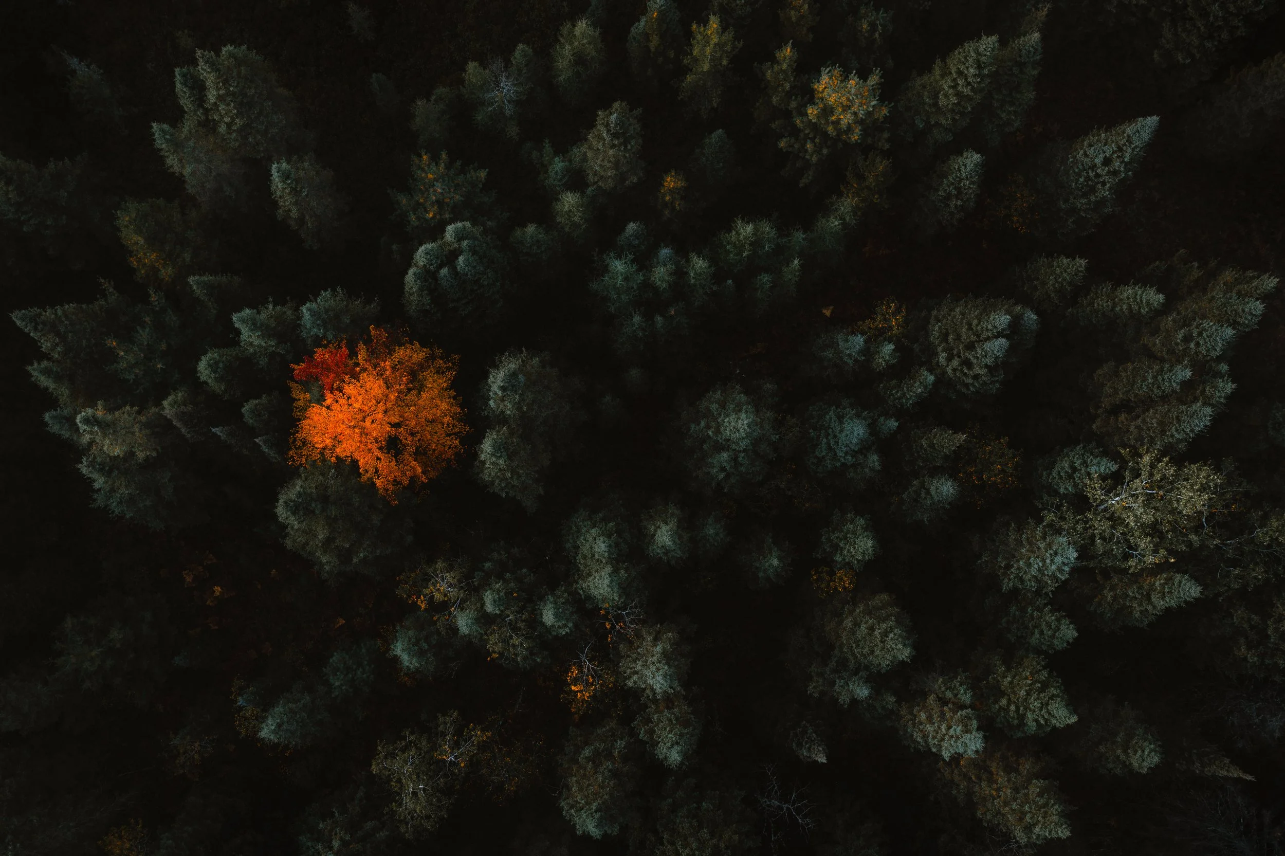 Autumn's Ostentatiousness