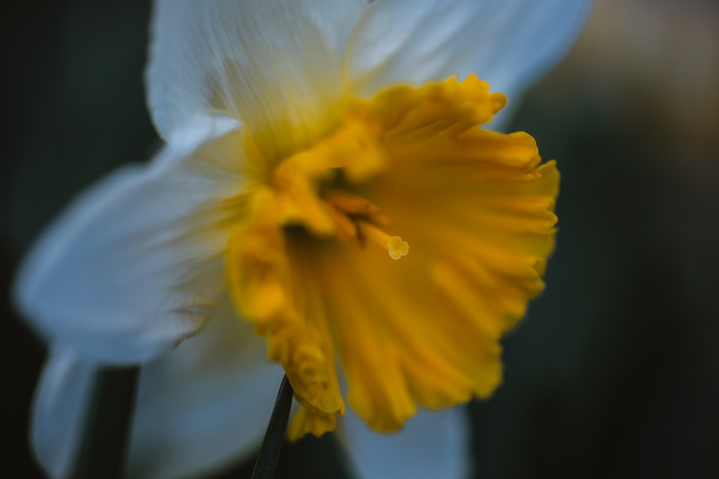 Daffodils in my garden.  